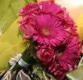 Gerberas Pink
